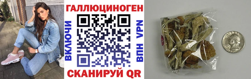 Псилоцибиновые грибы Psilocybine cubensis  Северобайкальск 